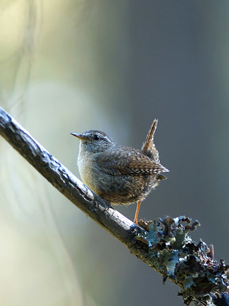 Peukaloinen, Winter Wren, Troglodytes troglodytes